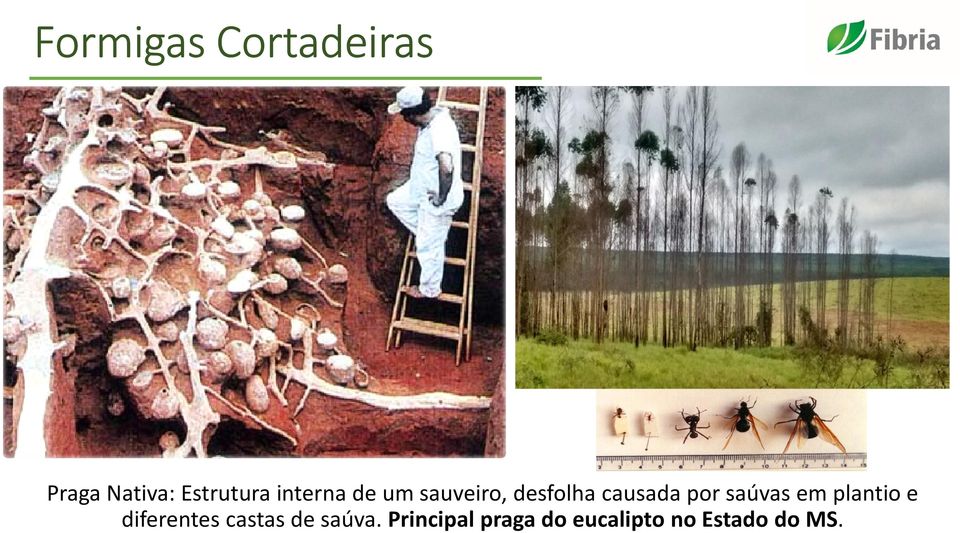 saúvas em plantio e diferentes castas de