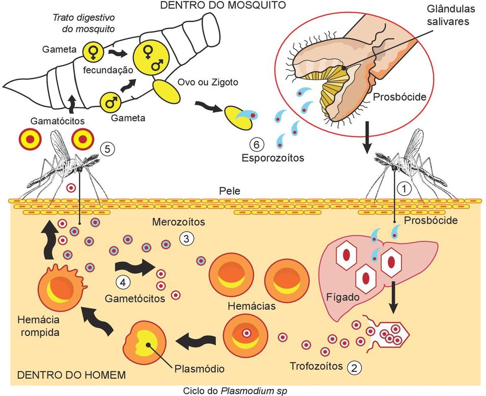 Esporozoítos Pele 1 Merozoítos 3 Prosbócide Hemácia rompida 4