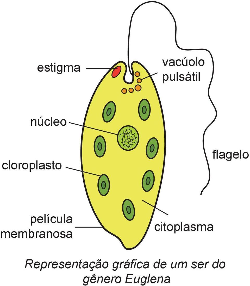 membranosa citoplasma