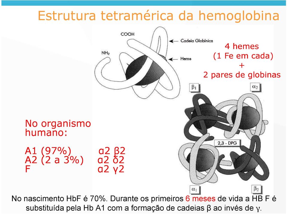 α2 γ2 No nascimento HbF é 70%.