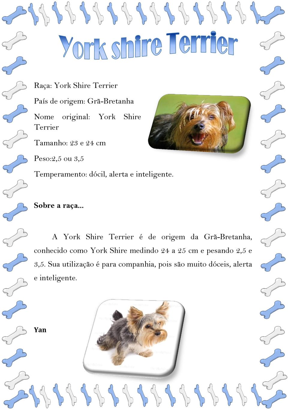 A York Shire Terrier é de origem da Grã-Bretanha, conhecido como York Shire medindo 24 a