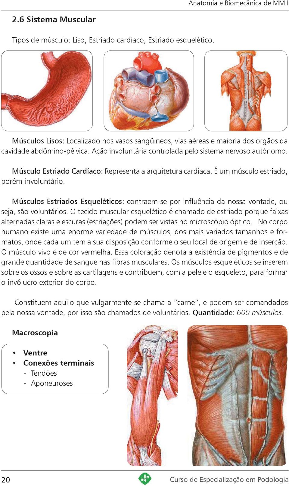 Músculo Estriado Cardíaco: Representa a arquitetura cardíaca. É um músculo estriado, porém involuntário.