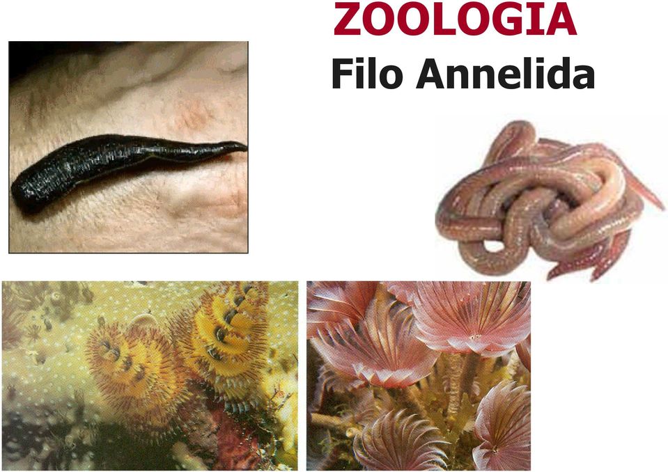 Annelida