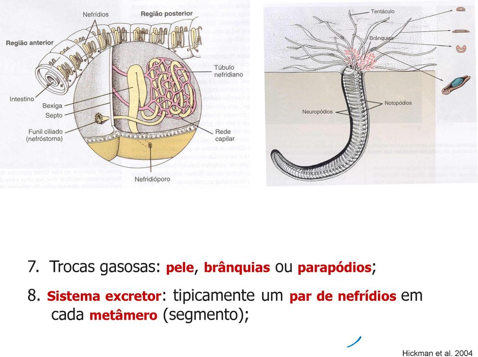 parapódios; 8.