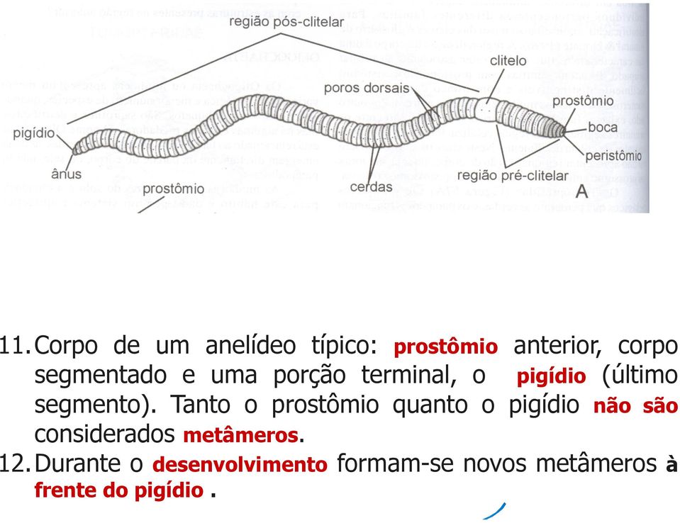 Tanto o prostômio quanto o pigídio não são considerados metâmeros.