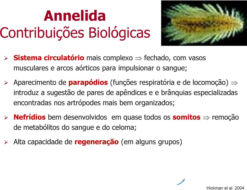 apêndices e e brânquias especializadas encontradas nos artrópodes mais bem organizados; Nefrídios bem desenvolvidos em quase