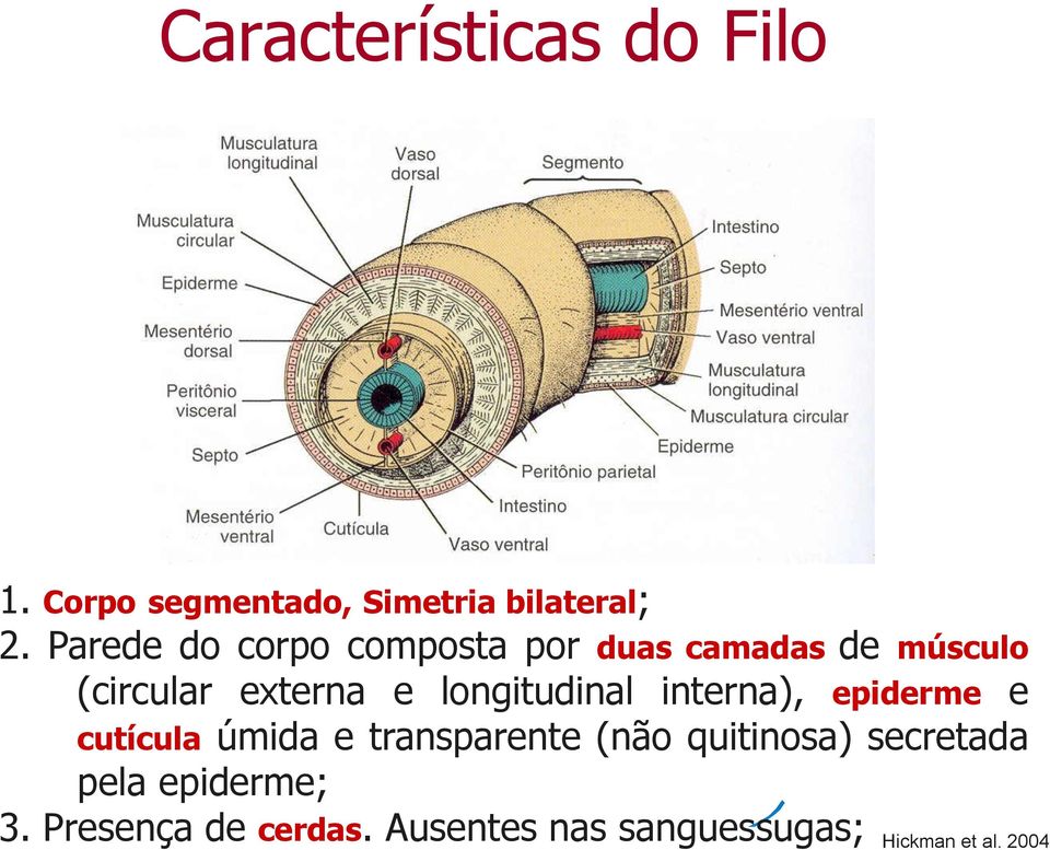 longitudinal interna), epiderme e cutícula úmida e transparente (não