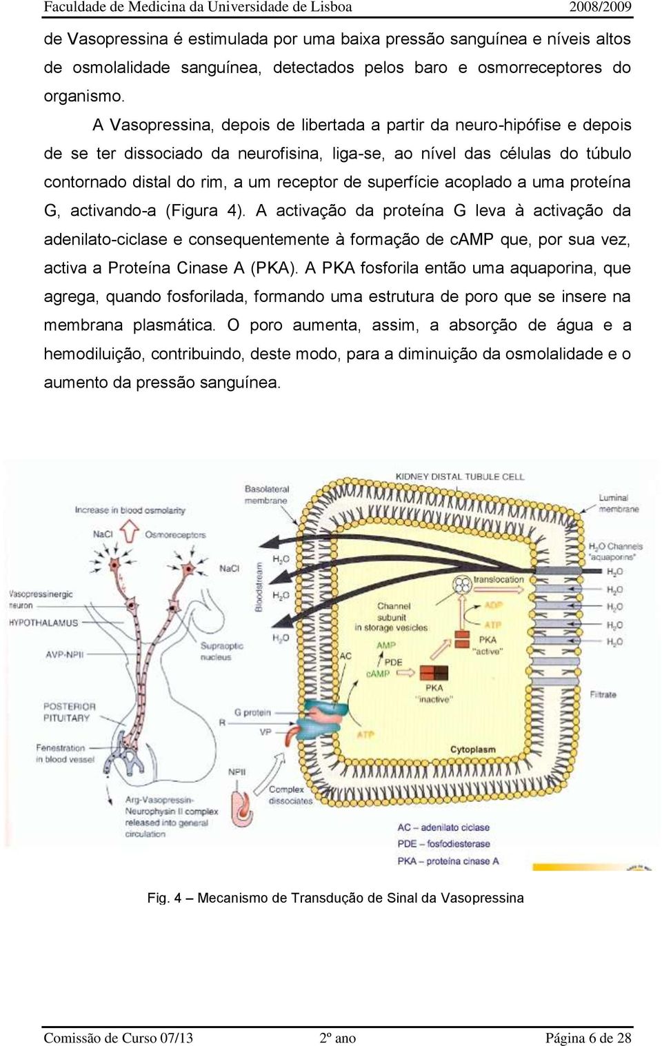 superfície acoplado a uma proteína G, activando-a (Figura 4).