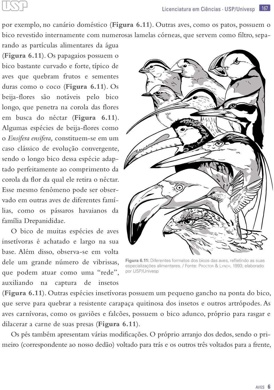 Os papagaios possuem o bico bastante curvado e forte, típico de aves que quebram frutos e sementes duras como o coco (Figura 6.11).
