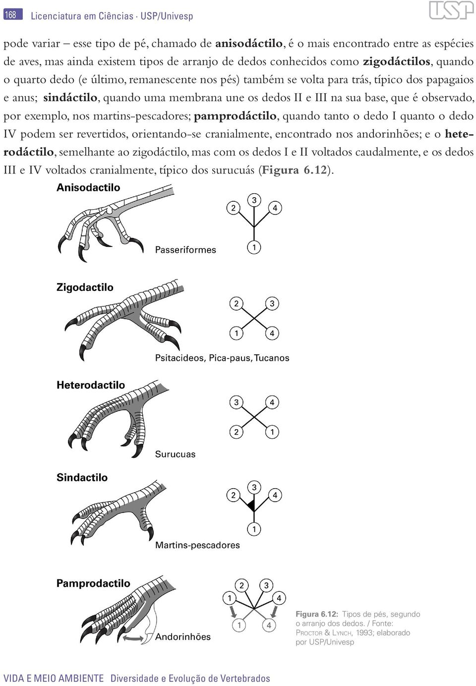 é observado, por exemplo, nos martins-pescadores; pamprodáctilo, quando tanto o dedo I quanto o dedo IV podem ser revertidos, orientando-se cranialmente, encontrado nos andorinhões; e o