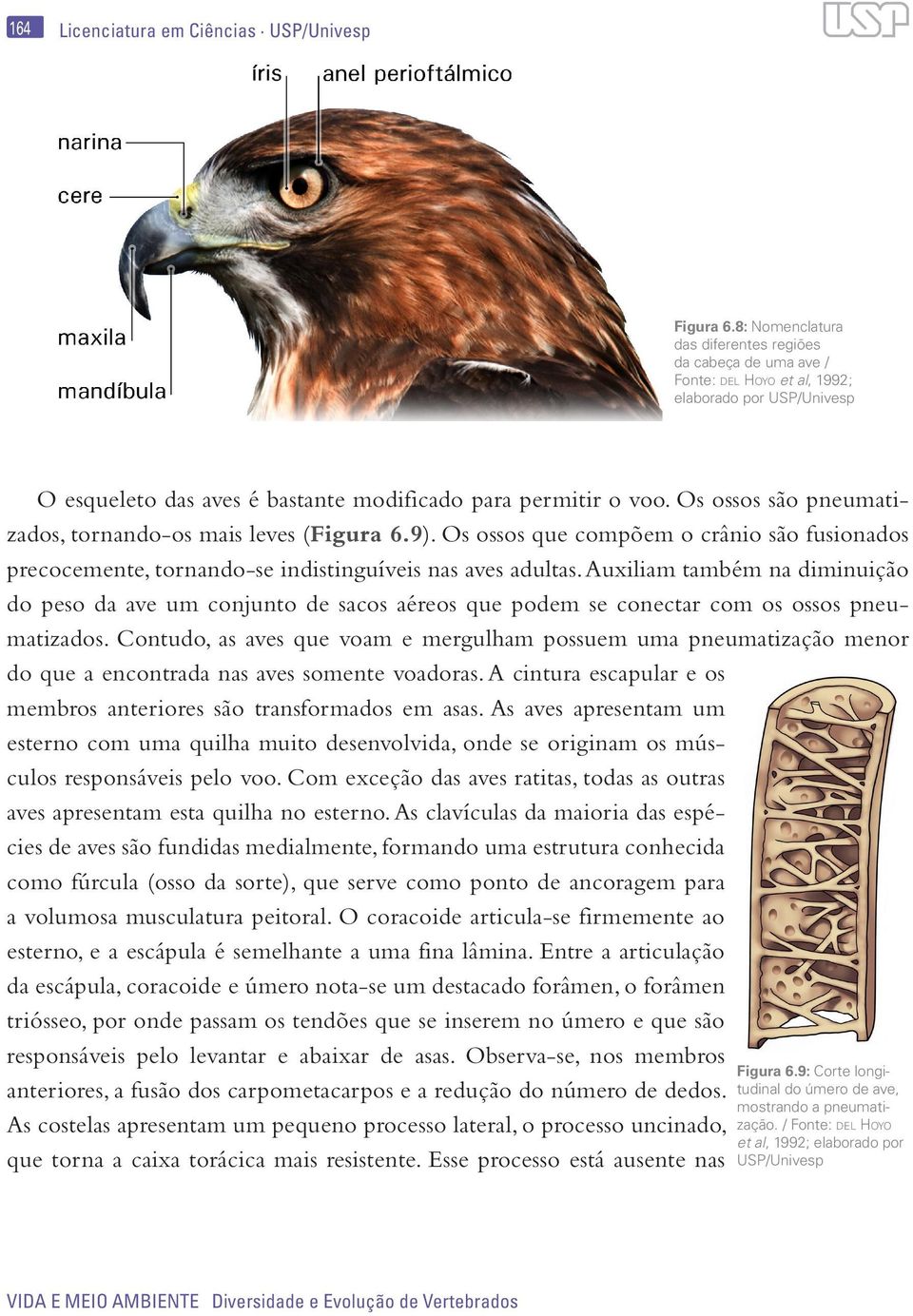 Os ossos são pneumatizados, tornando-os mais leves (Figura 6.9). Os ossos que compõem o crânio são fusionados precocemente, tornando-se indistinguíveis nas aves adultas.