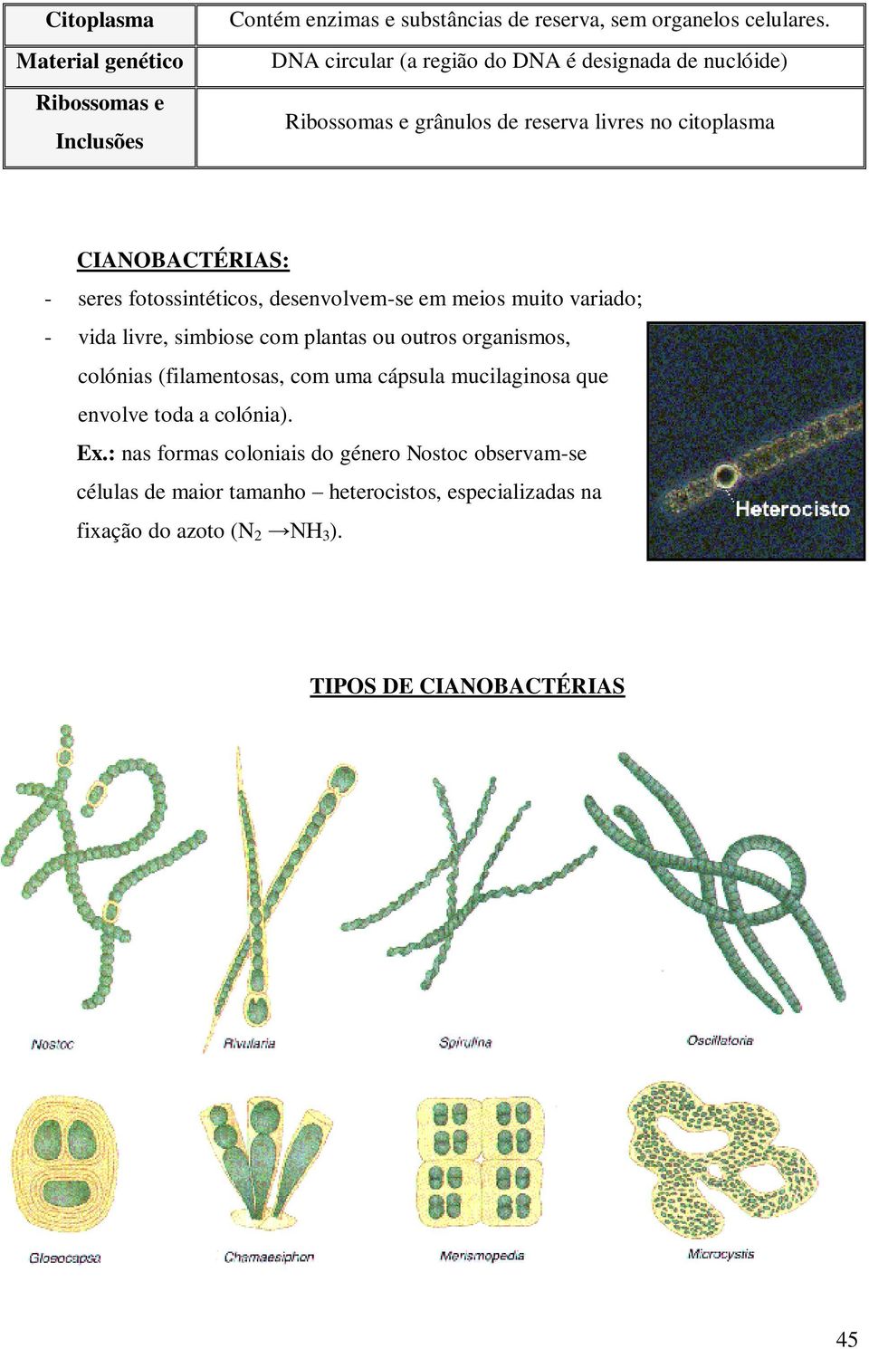 desenvolvem-se em meios muito variado; - vida livre, simbiose com plantas ou outros organismos, colónias (filamentosas, com uma cápsula mucilaginosa que