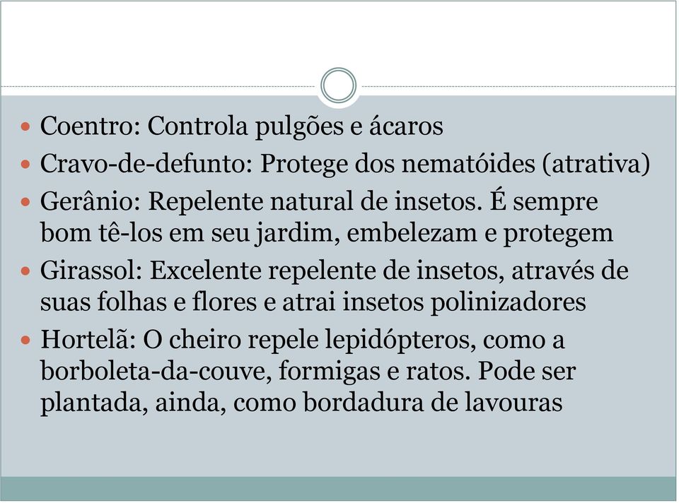 É sempre bom tê-los em seu jardim, embelezam e protegem Girassol: Excelente repelente de insetos, através