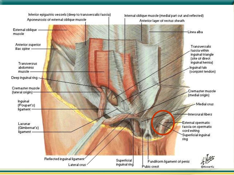 Localizada superiormente e discretamente lateral ao