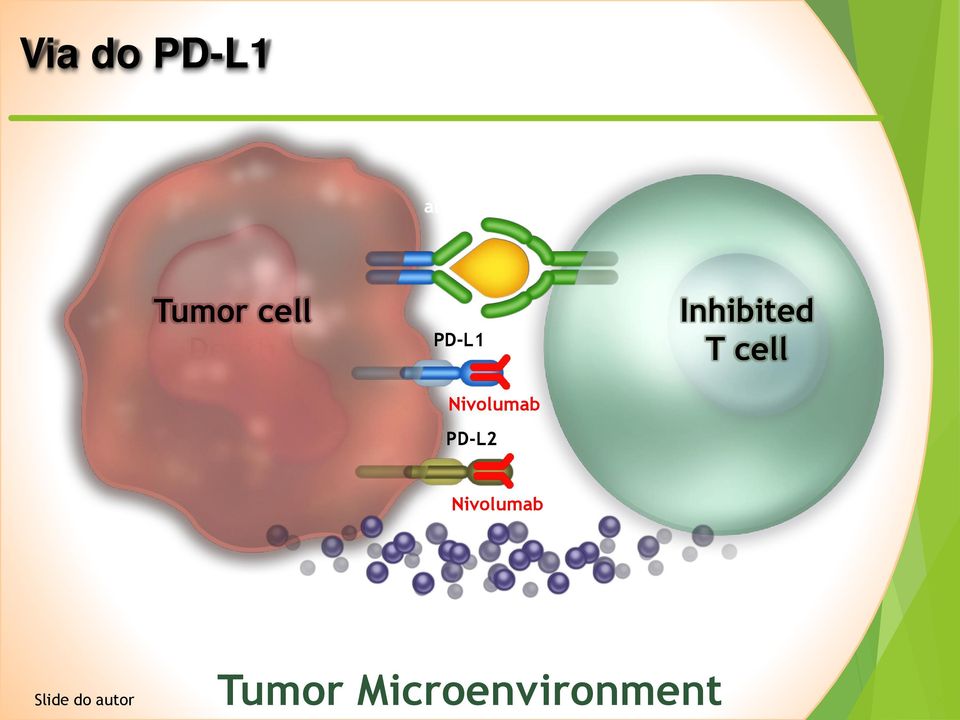 Nivolumab PD-L2 Nivolumab Cytokines,