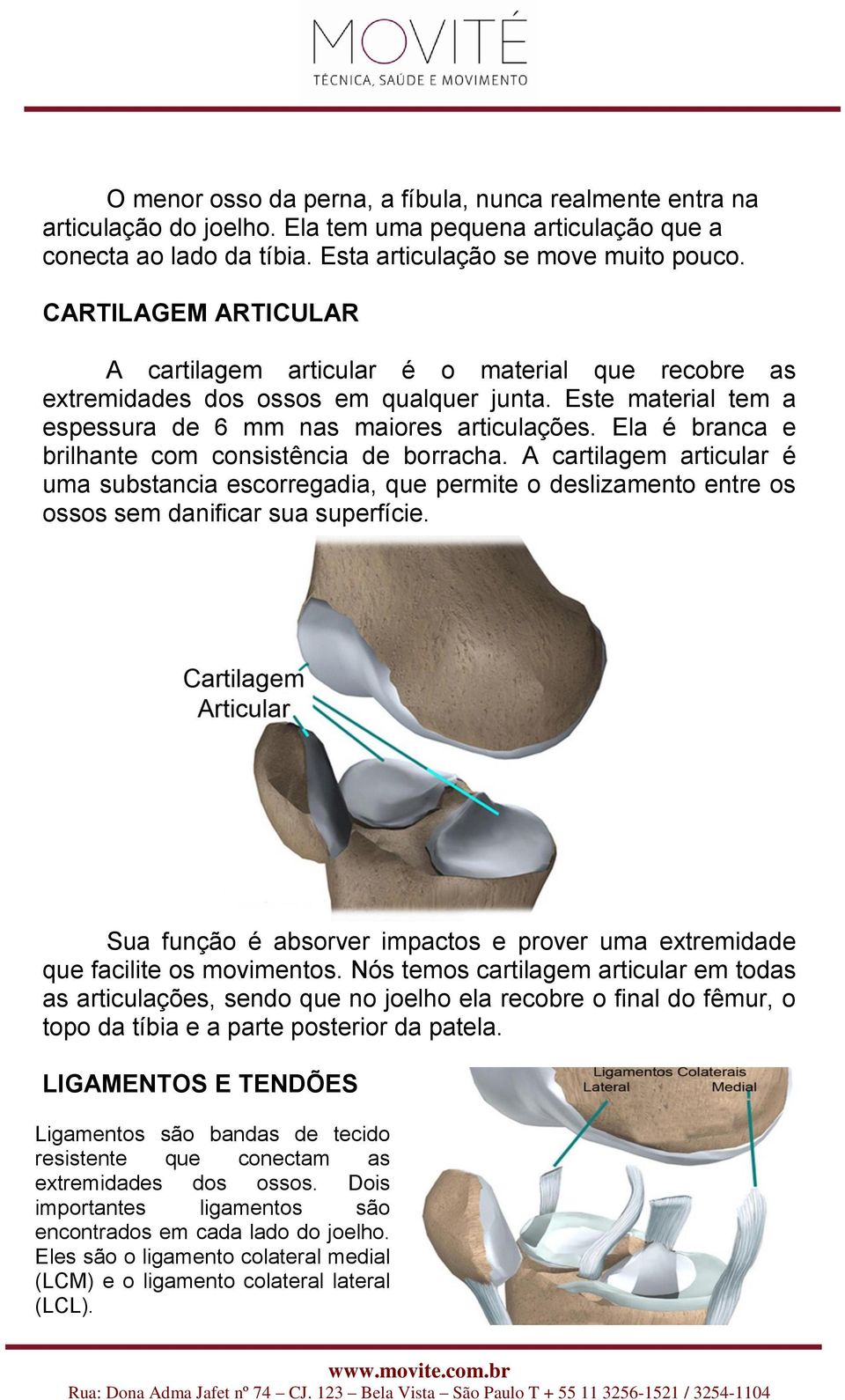 Ela é branca e brilhante com consistência de borracha. A cartilagem articular é uma substancia escorregadia, que permite o deslizamento entre os ossos sem danificar sua superfície.