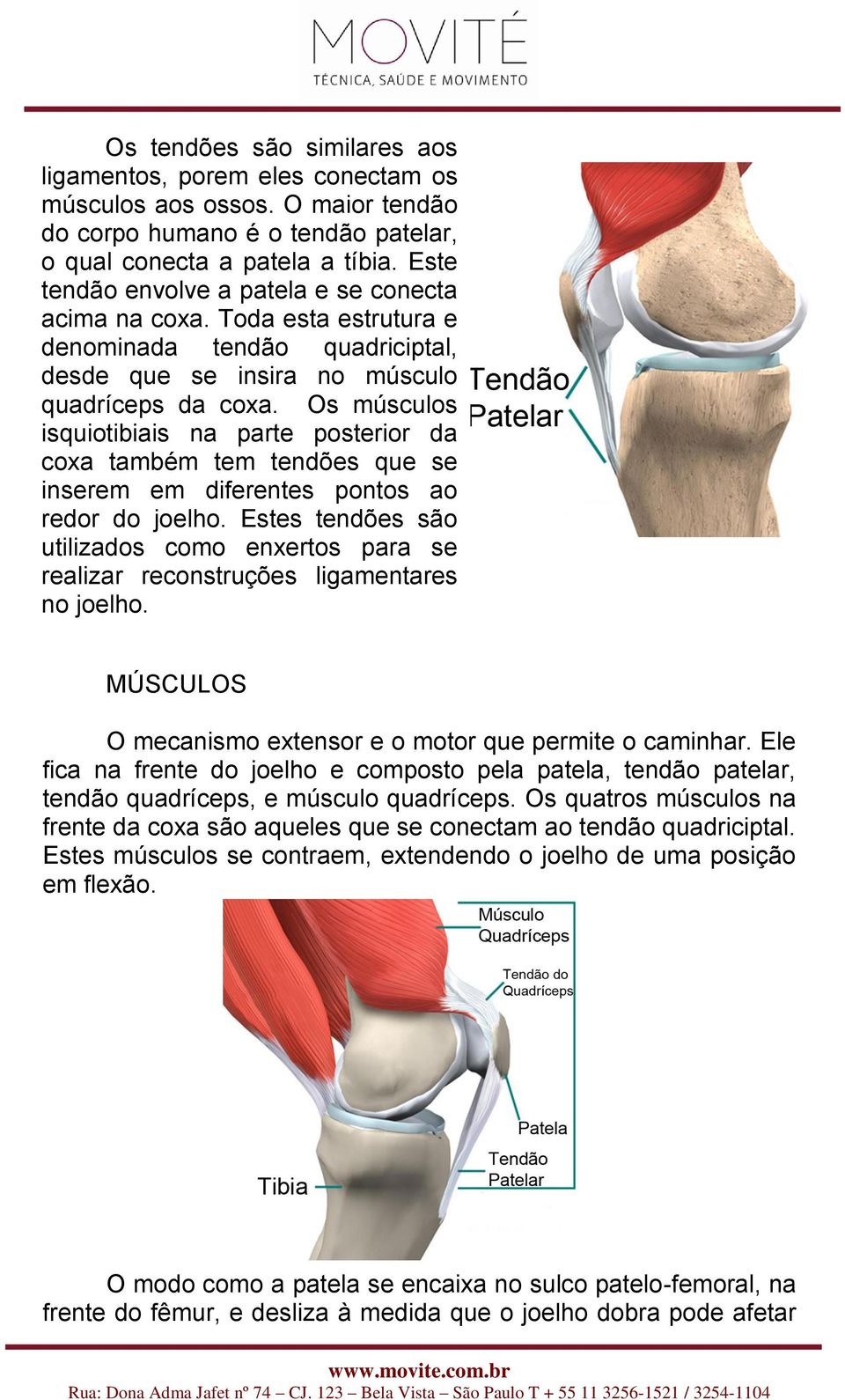 Os músculos isquiotibiais na parte posterior da coxa também tem tendões que se inserem em diferentes pontos ao redor do joelho.