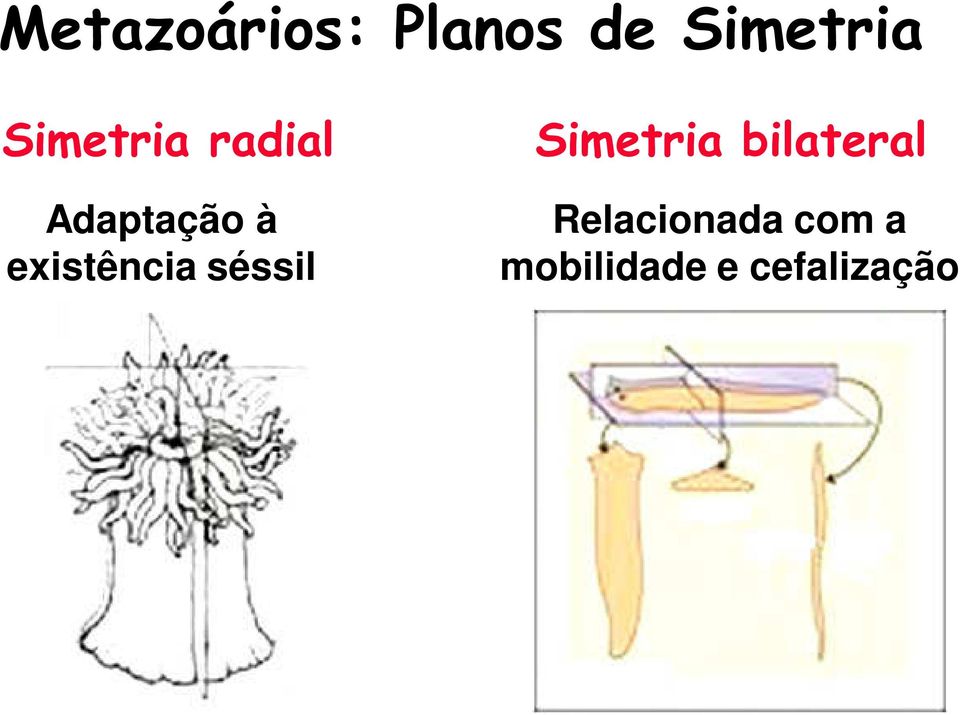 existência séssil Simetria