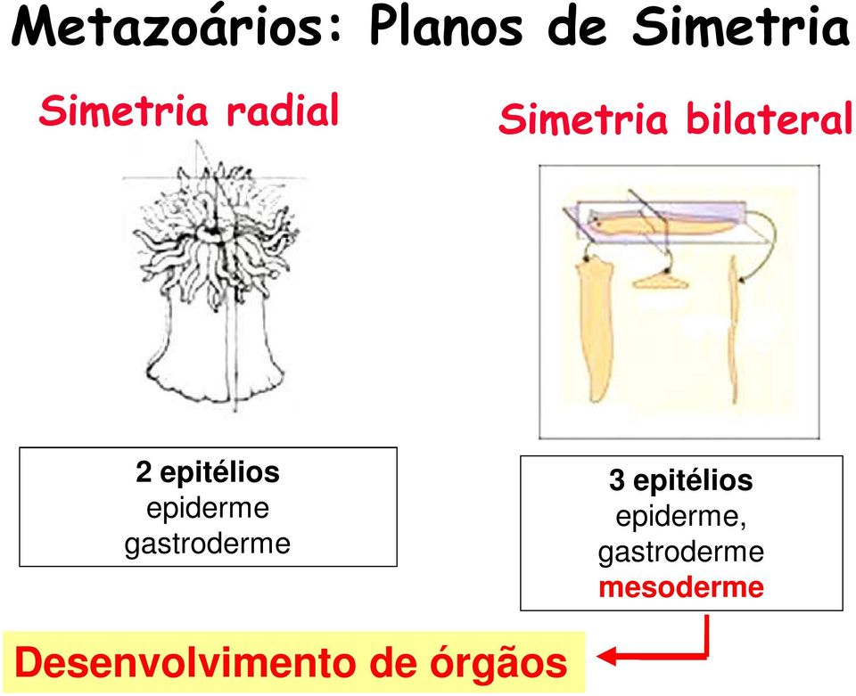 epiderme gastroderme 3 epitélios epiderme,