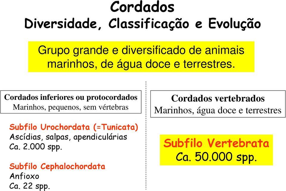 Cordados inferiores ou protocordados Marinhos, pequenos, sem vértebras Subfilo Urochordata