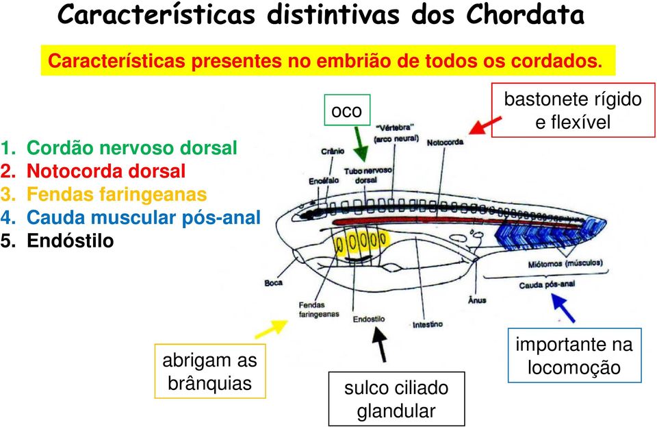 Fendas faringeanas 4. Cauda muscular pós-anal 5.