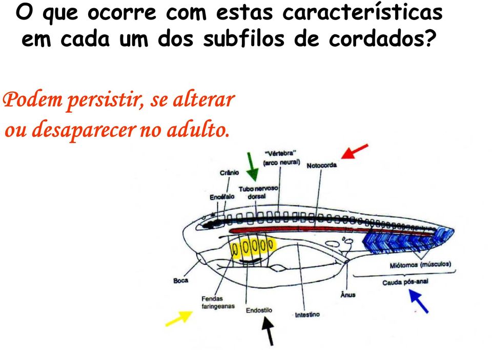 subfilos de cordados?