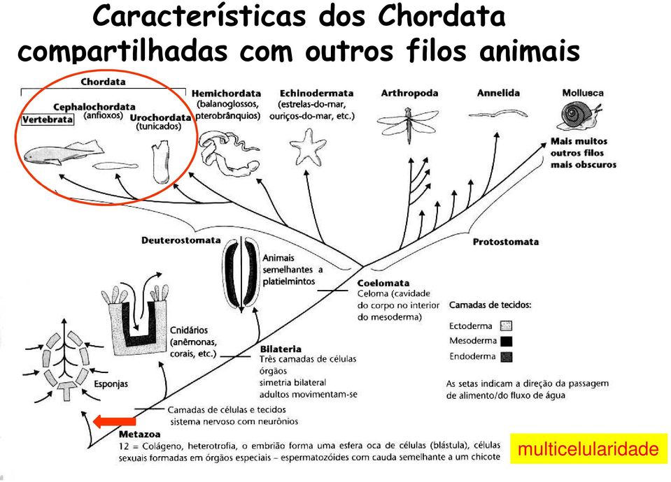 compartilhadas com