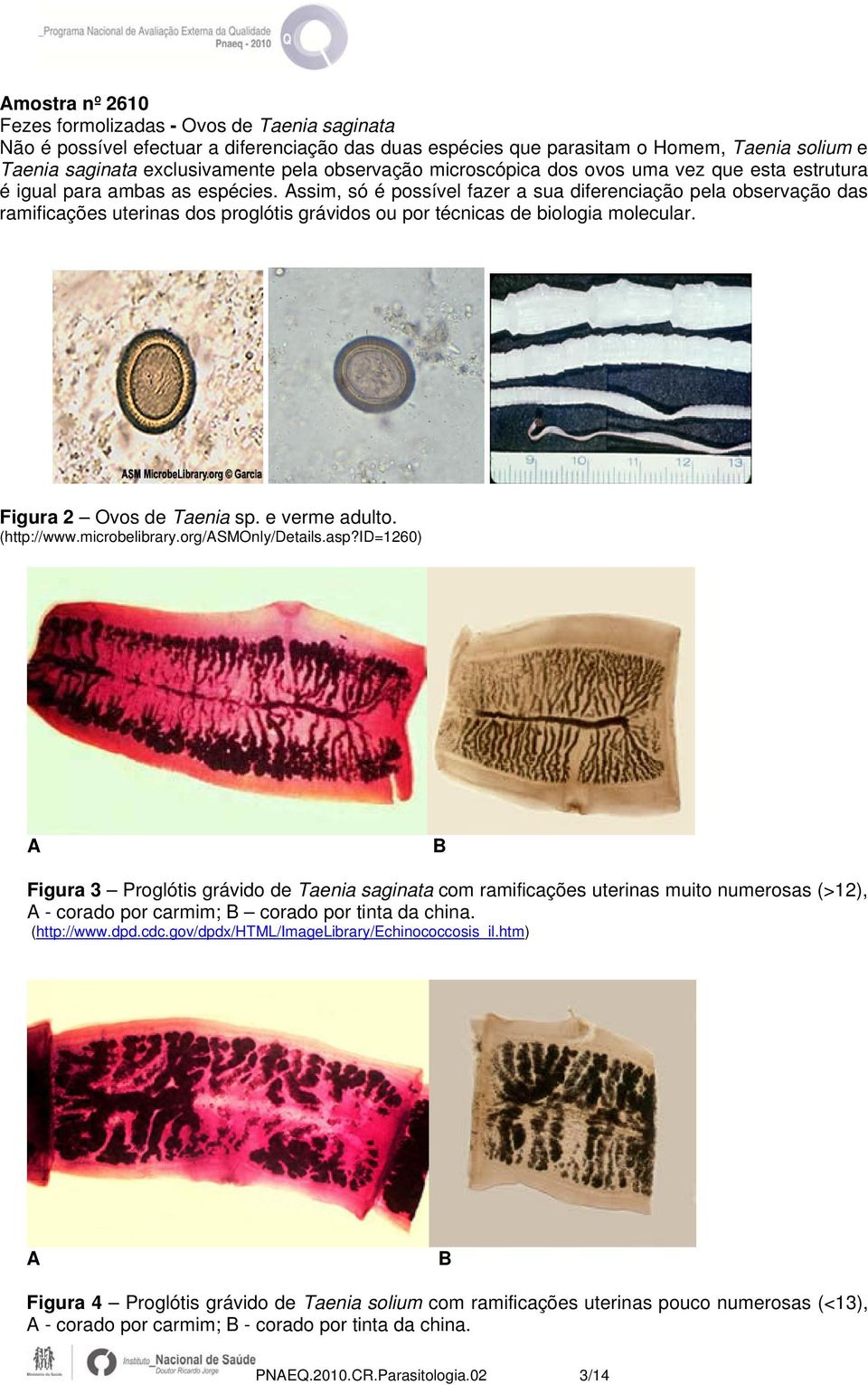 Assim, só é possível fazer a sua diferenciação pela observação das ramificações uterinas dos proglótis grávidos ou por técnicas de biologia molecular. Figura 2 Ovos de Taenia sp. e verme adulto.