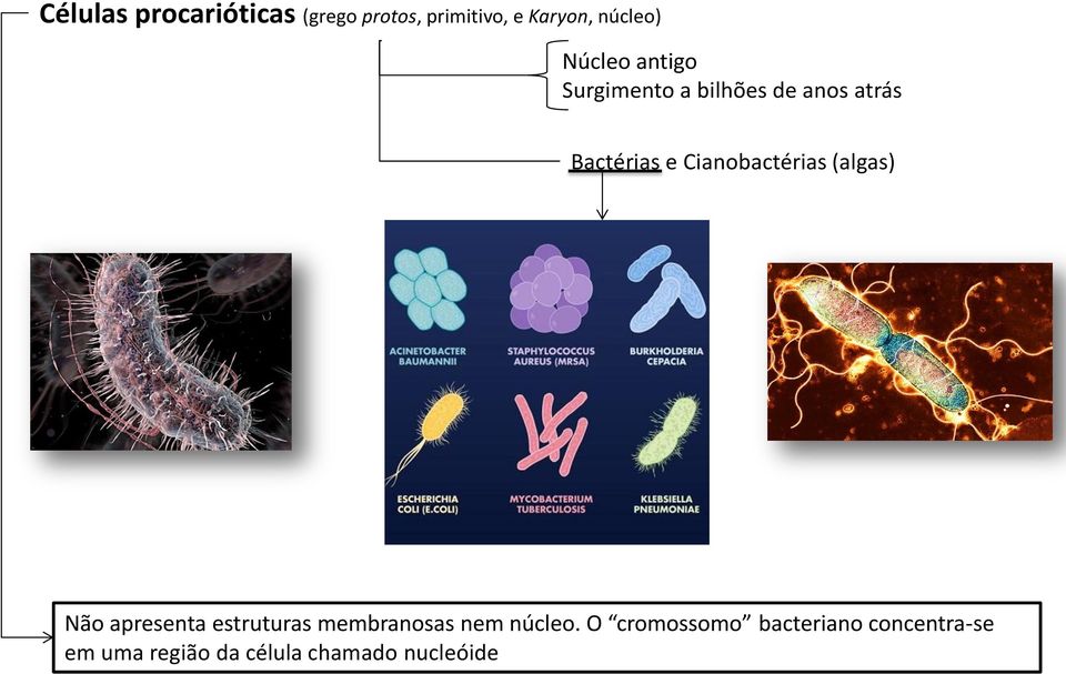 Cianobactérias (algas) Não apresenta estruturas membranosas nem