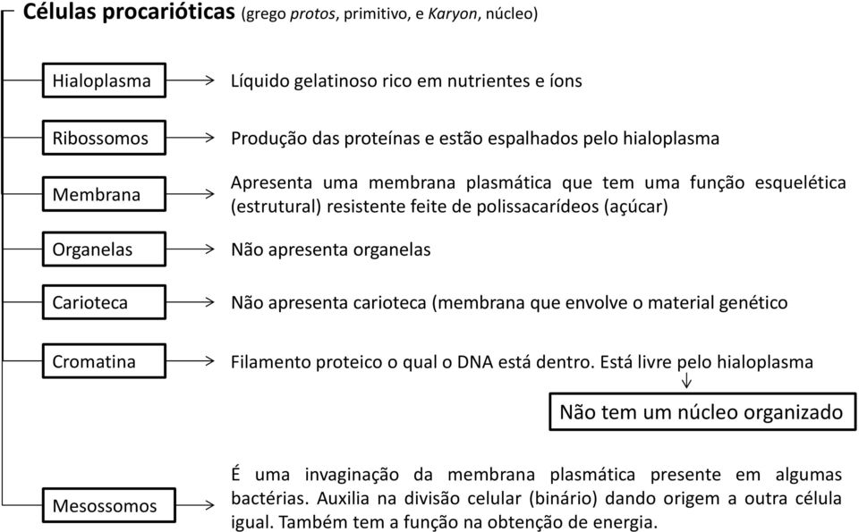 apresenta carioteca (membrana que envolve o material genético Cromatina Filamento proteico o qual o DNA está dentro.