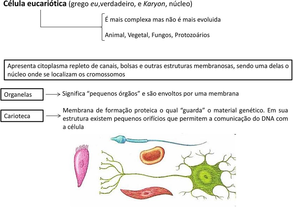 localizam os cromossomos Organelas Carioteca Significa pequenos órgãos e são envoltos por uma membrana Membrana de formação