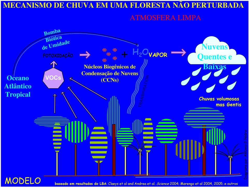 Quentes e Baixas Chuvas volumosas mas Gentis [MODELO] baseado em resultados do LBA: Claeys et