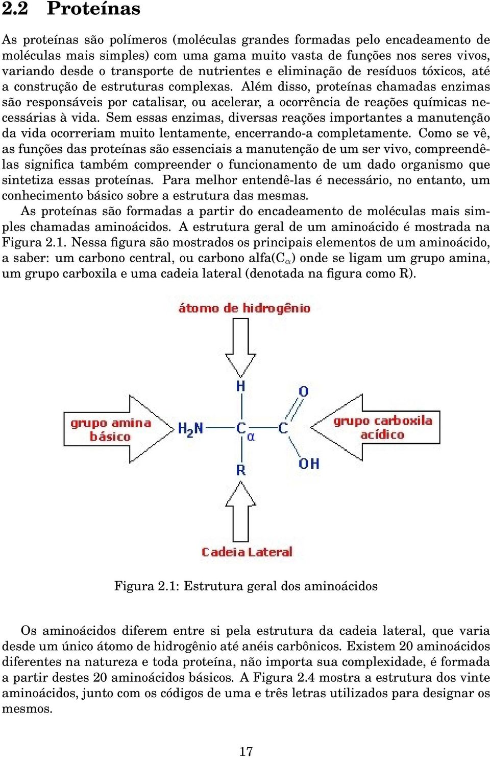 Além disso, proteínas chamadas enzimas são responsáveis por catalisar, ou acelerar, a ocorrência de reações químicas necessárias à vida.