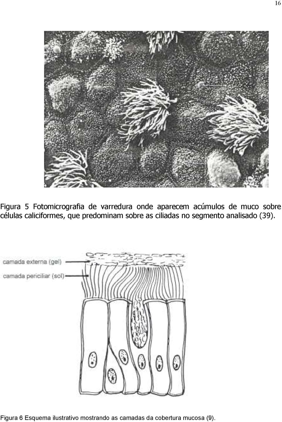 predominam sobre as ciliadas no segmento analisado (39).