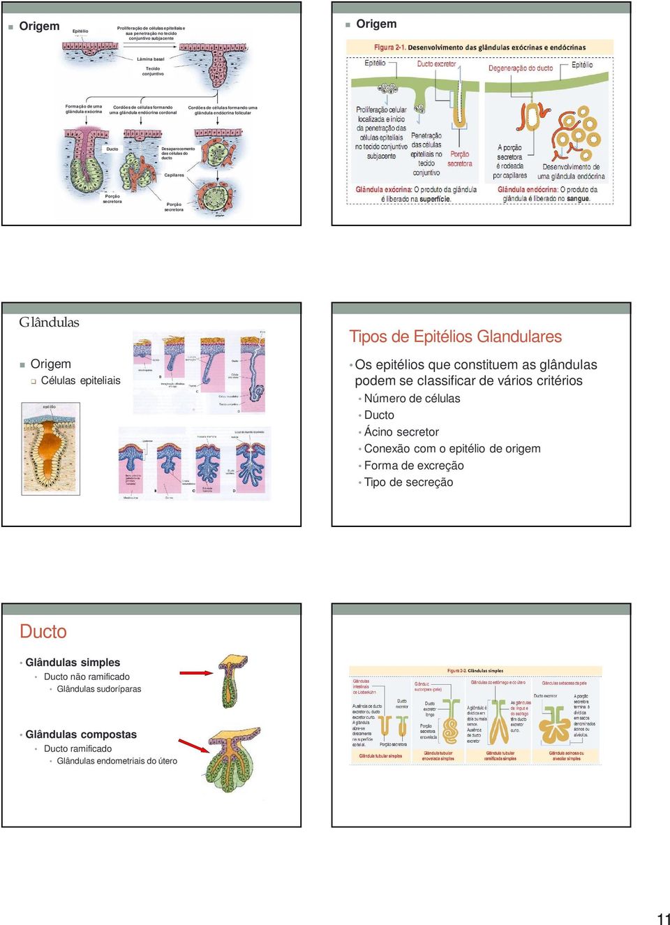 Glândulas Origem Células epiteliais Tipos de Epitélios Glandulares Os epitélios que constituem as glândulas podem se classificar de vários critérios Número de células Ducto Ácino secretor
