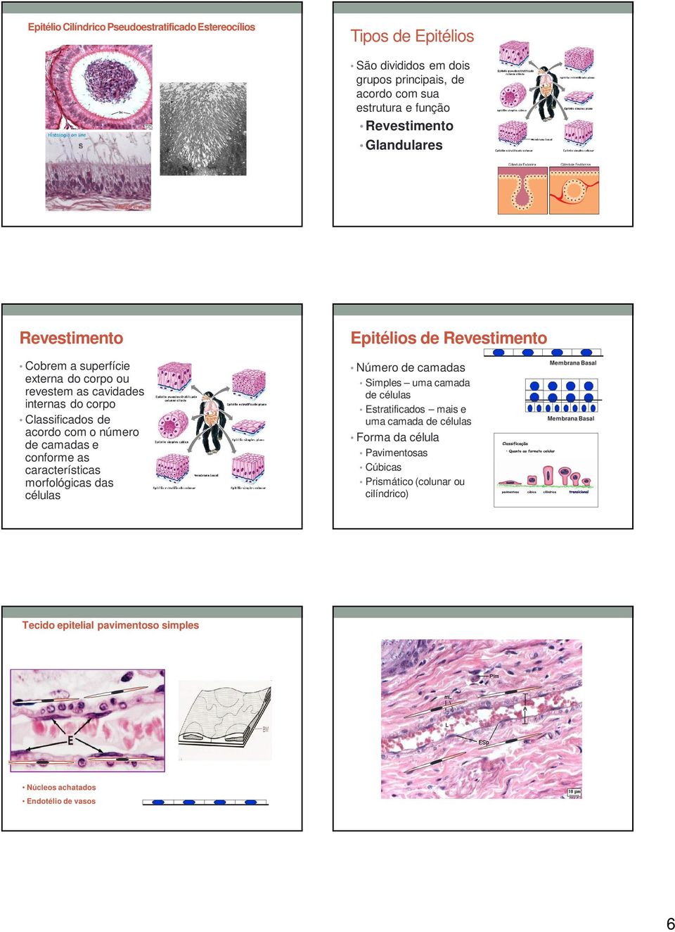 número de camadas e conforme as características morfológicas das células Número de camadas Simples uma camada de células Estratificados mais e uma camada de células
