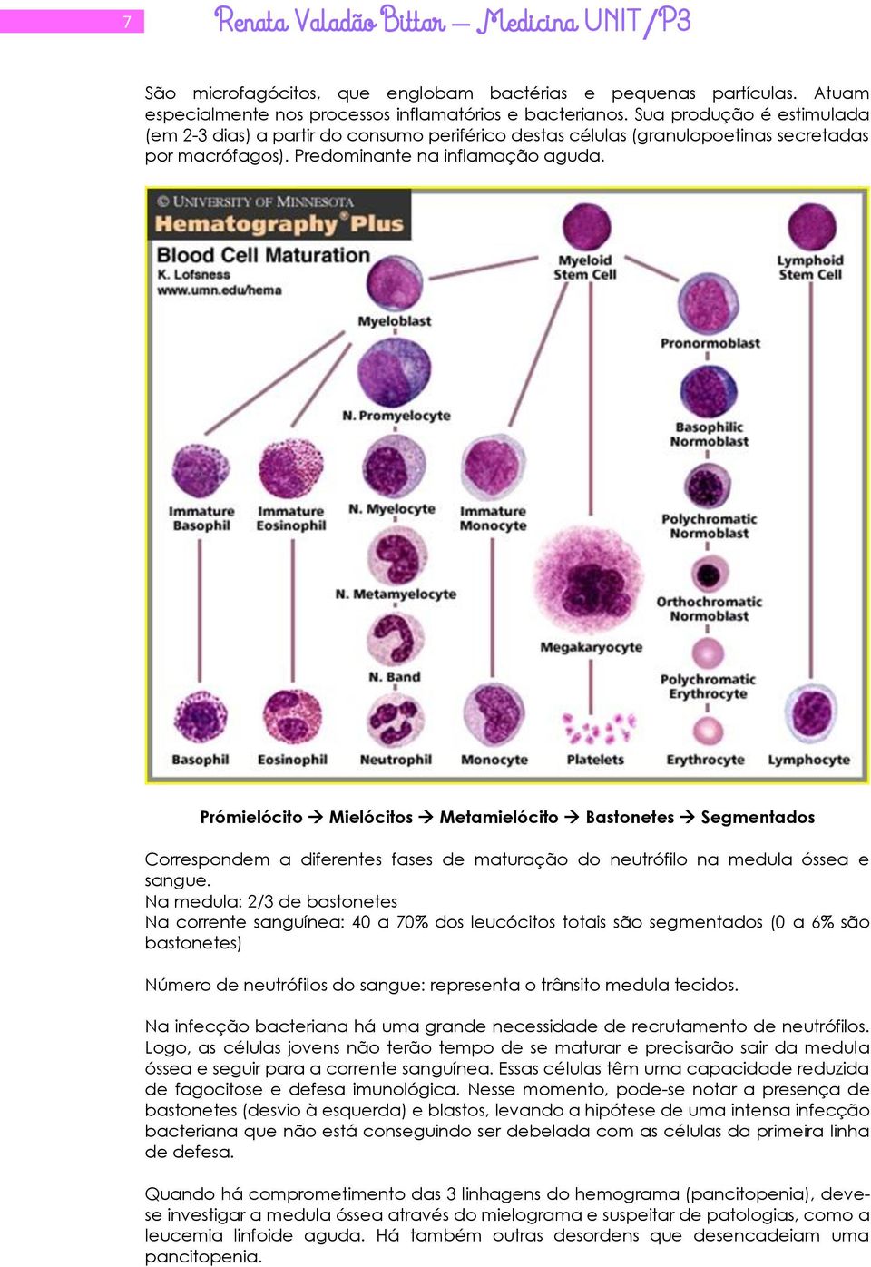 Prómielócito Mielócitos Metamielócito Bastonetes Segmentados Correspondem a diferentes fases de maturação do neutrófilo na medula óssea e sangue.