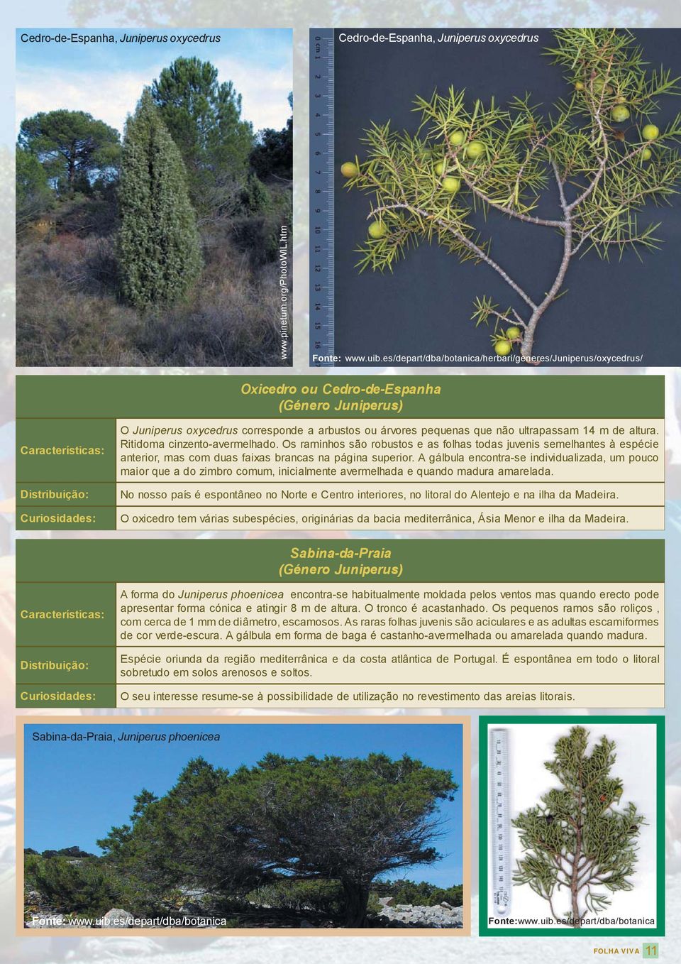 de altura. Ritidoma cinzento-avermelhado. Os raminhos são robustos e as folhas todas juvenis semelhantes à espécie anterior, mas com duas faixas brancas na página superior.