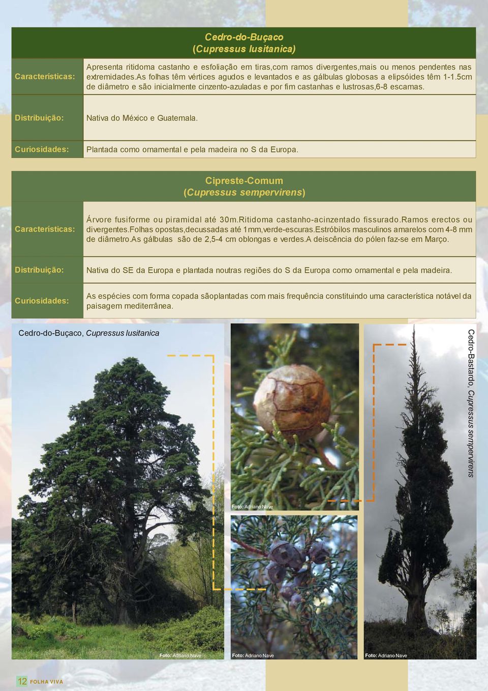 Nativa do México e Guatemala. Plantada como ornamental e pela madeira no S da Europa. Cipreste-Comum (Cupressus sempervirens) Árvore fusiforme ou piramidal até 30m.