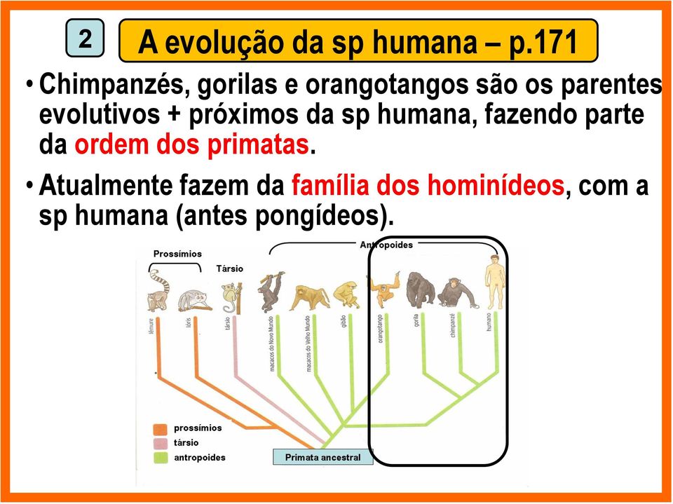 evolutivos + próximos da sp humana, fazendo parte da ordem