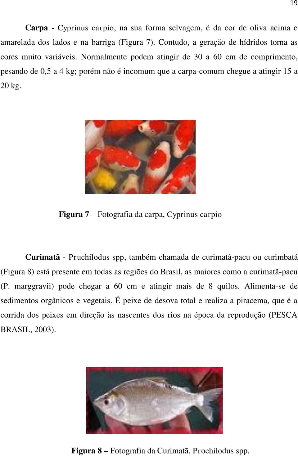 Figura 7 Fotografia da carpa, Cyprinus carpio Curimatã - Pruchilodus spp, também chamada de curimatã-pacu ou curimbatá (Figura 8) está presente em todas as regiões do Brasil, as maiores como a