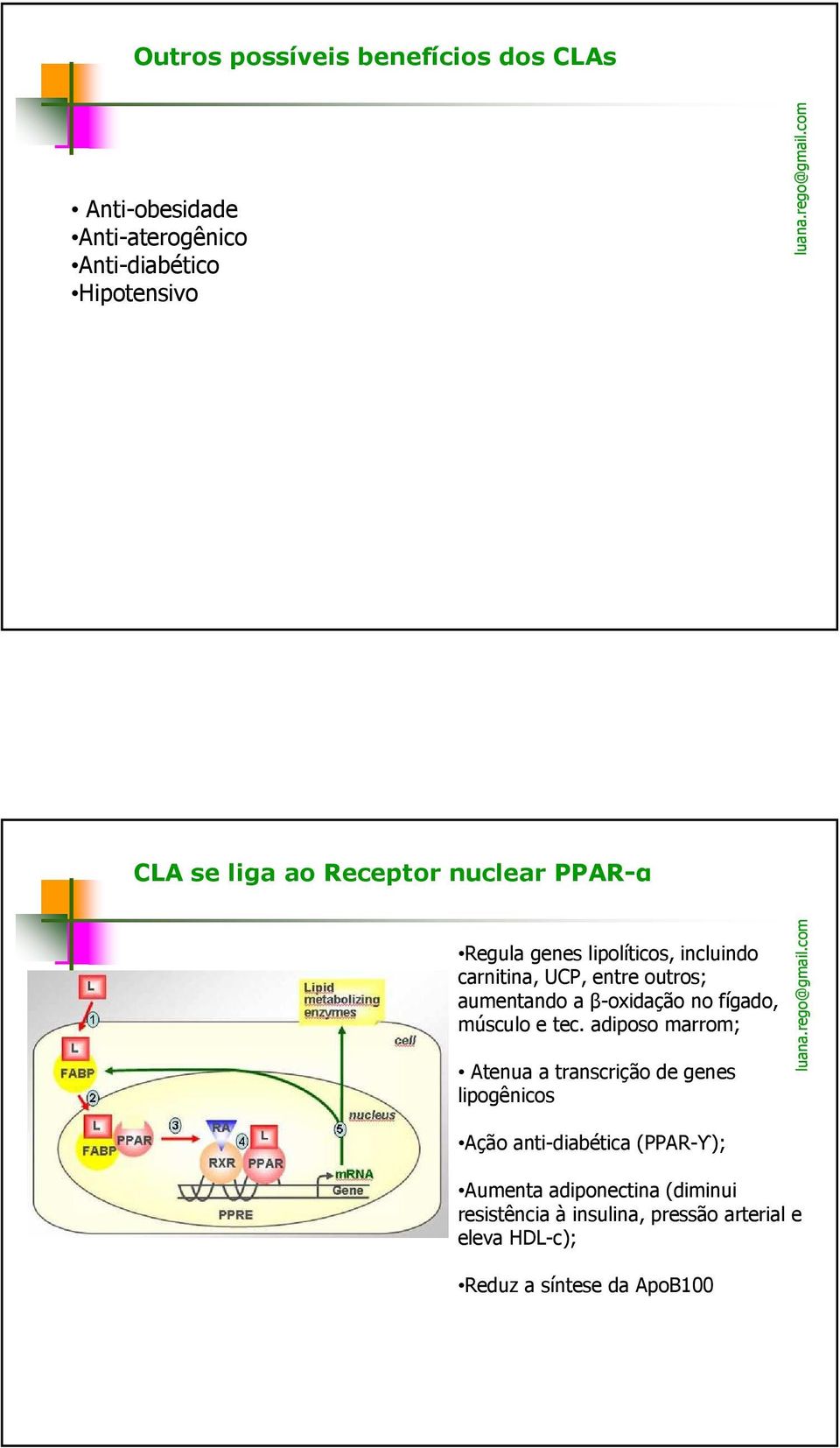 β-oxidação no fígado, músculo e tec.