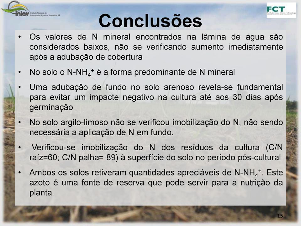 argilolimoso não se verificou imobilização do N, não sendo necessária a aplicação de N em fundo.