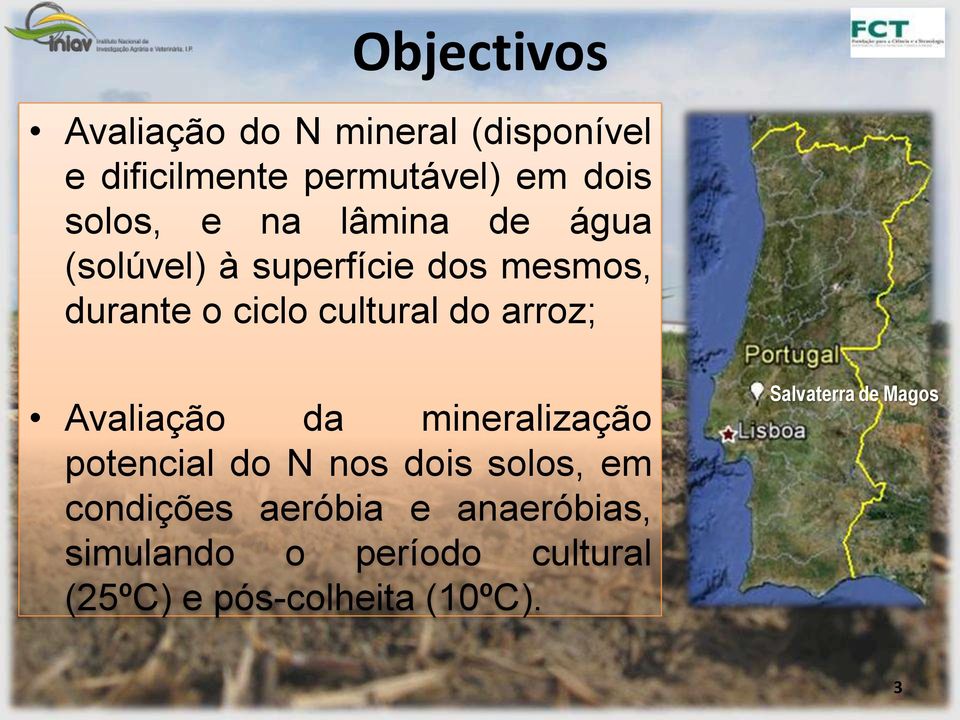 do arroz; Avaliação da mineralização potencial do N nos dois solos, em condições