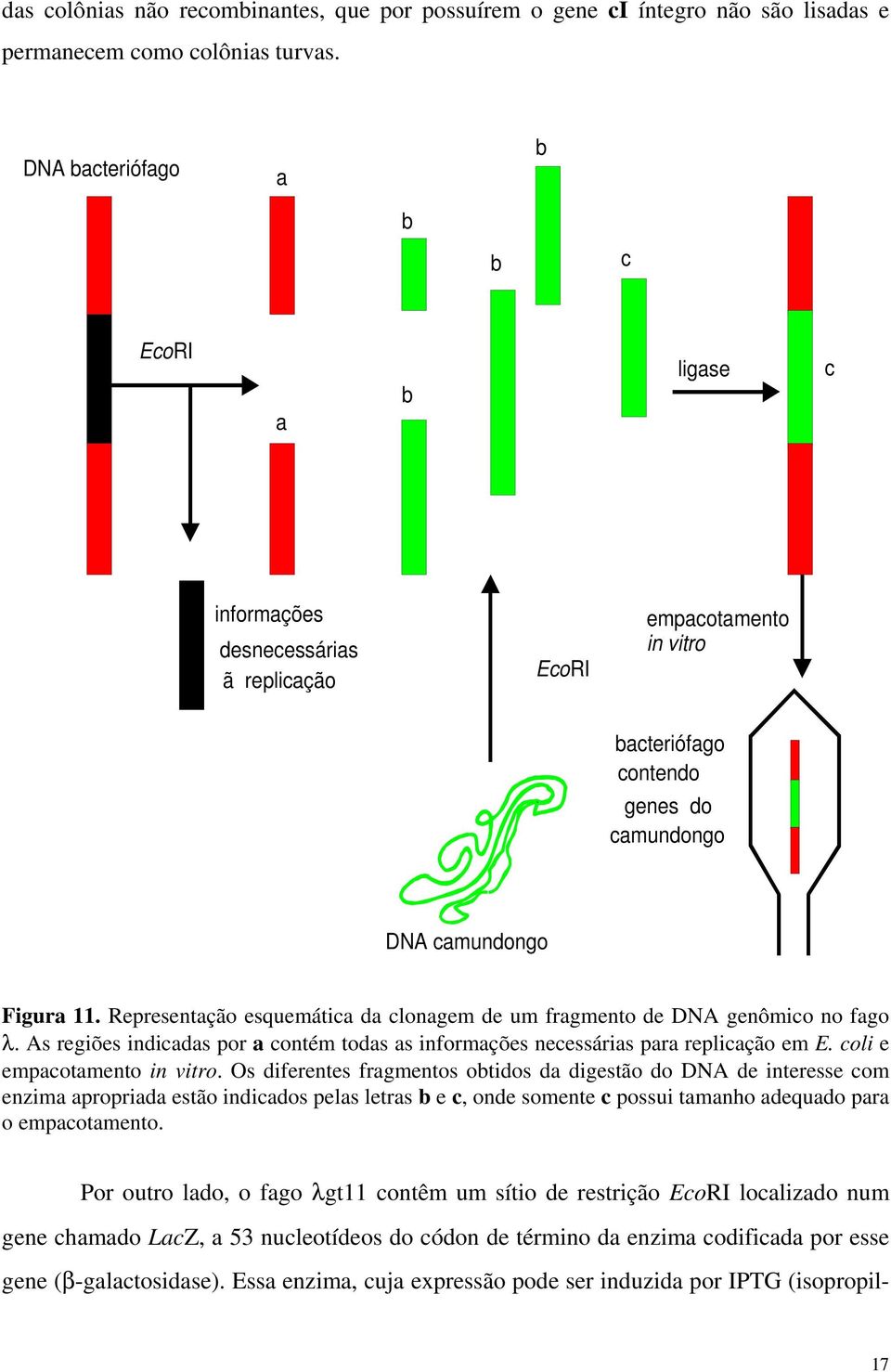 Repreentação equemática da clonagem de um fragmento de DNA genômico no fago λ. A regiõe indicada por a contém toda a informaçõe neceária para replicação em E. coli e empacotamento in vitro.