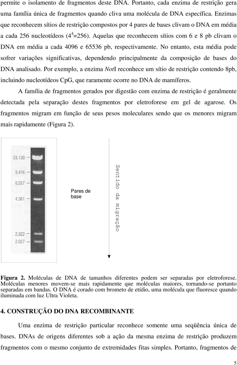 Aquela que reconhecem ítio com 6 e 8 pb clivam o DNA em média a cada 4096 e 65536 pb, repectivamente.