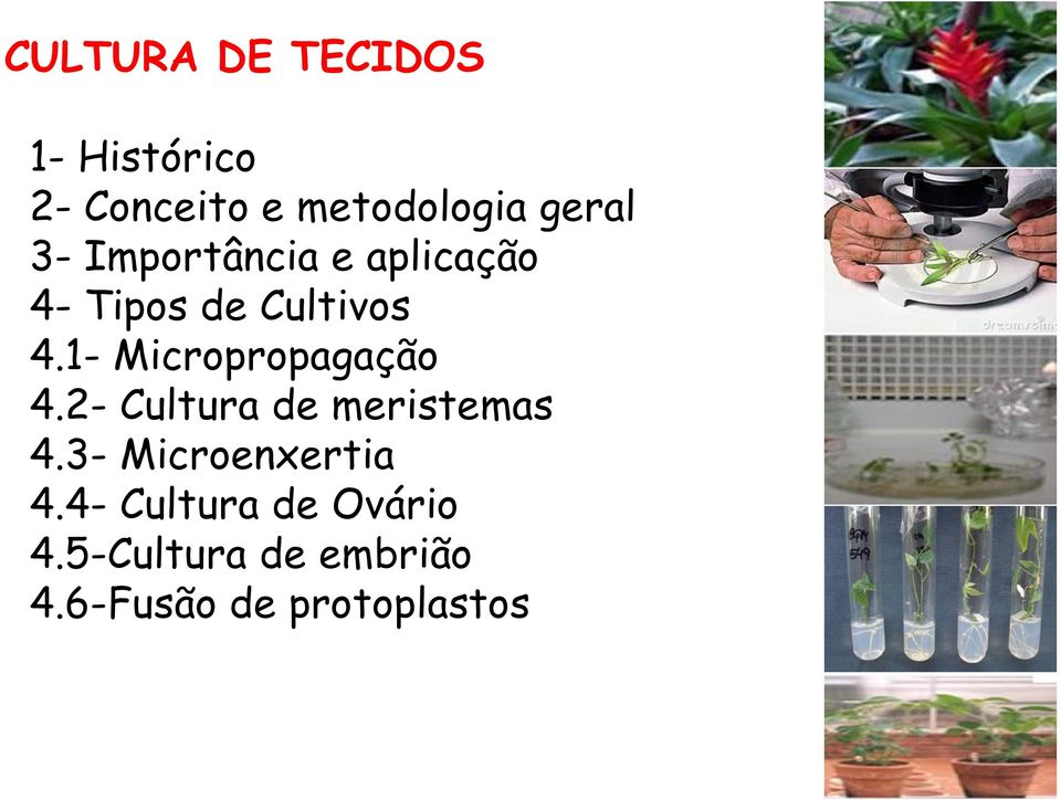 1- Micropropagação 4.2- Cultura de meristemas 4.