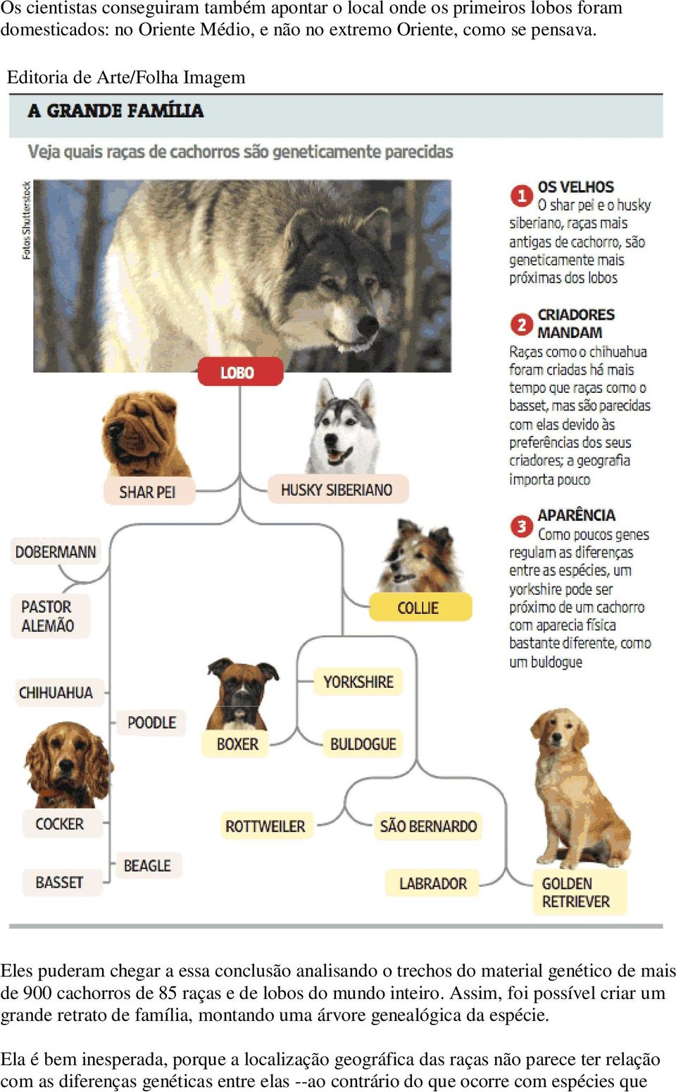 Editoria de Arte/Folha Imagem Eles puderam chegar a essa conclusão analisando o trechos do material genético de mais de 900 cachorros de 85 raças e