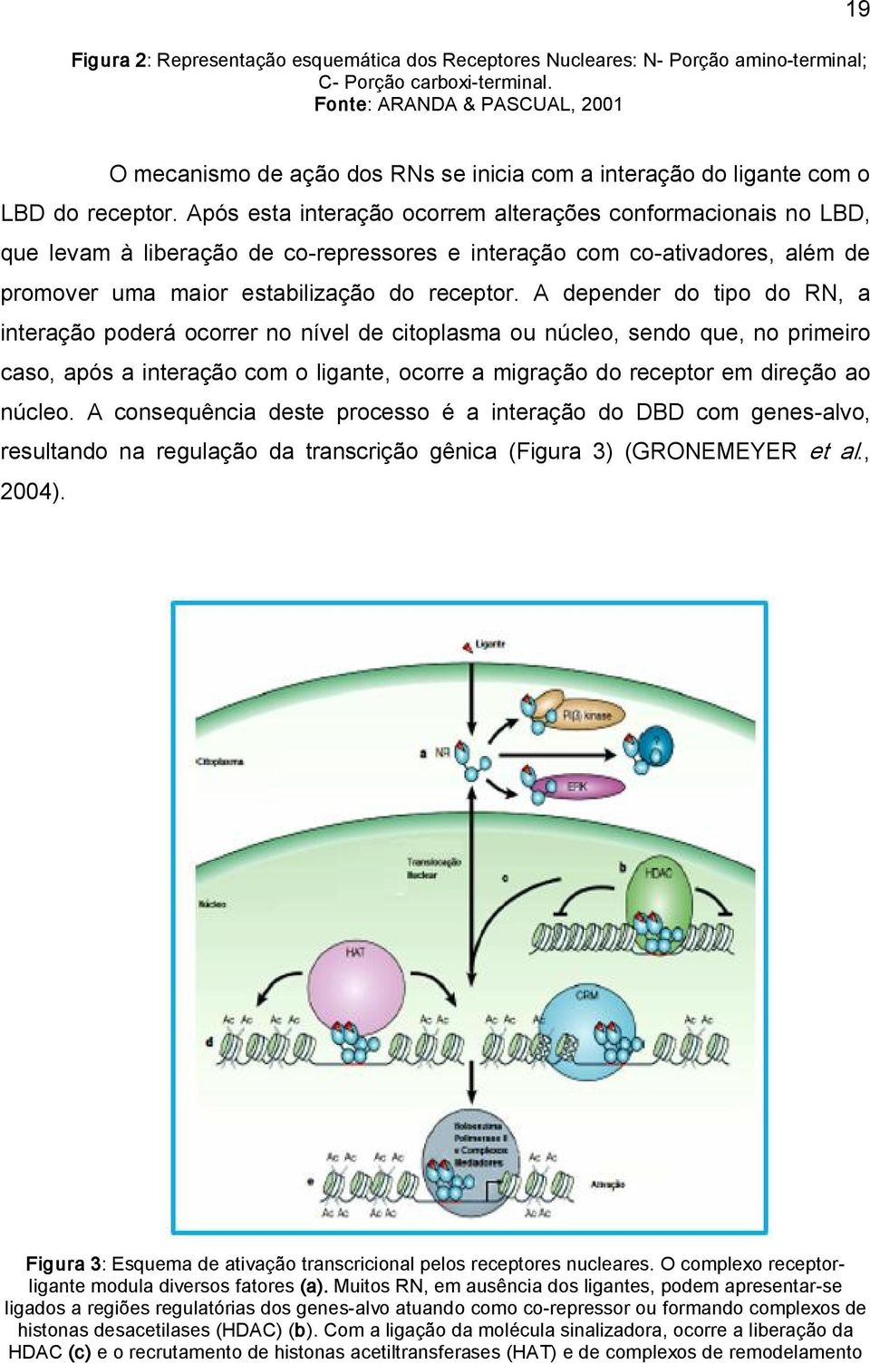 Após esta interação ocorrem alterações conformacionais no LBD, que levam à liberação de co repressores e interação com co ativadores, além de promover uma maior estabilização do receptor.