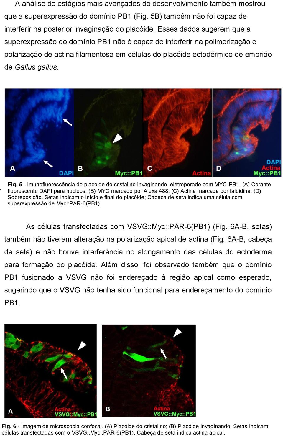 A. Fig. 5 - Imunofluorescência do placóide do cristalino invaginando, eletroporado com MYC-PB1.